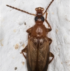 Euomma lateralis at Melba, ACT - 2 Dec 2024