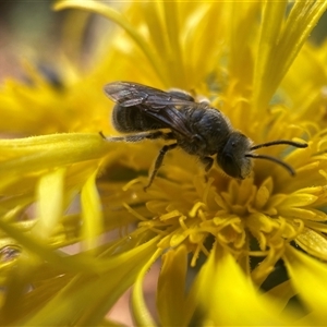 Lasioglossum (Chilalictus) lanarium at Hackett, ACT - 4 Dec 2024 09:37 AM