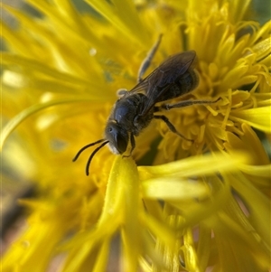 Lasioglossum (Chilalictus) lanarium at Hackett, ACT - 4 Dec 2024 09:37 AM