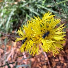 Lasioglossum (Chilalictus) lanarium at Hackett, ACT - 4 Dec 2024 09:37 AM