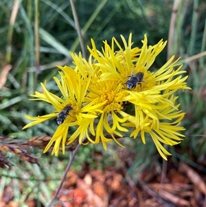 Lasioglossum (Chilalictus) lanarium at Hackett, ACT - 4 Dec 2024 09:37 AM