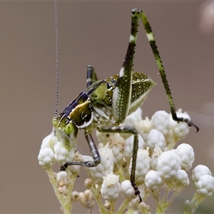 Chlorodectes sp. (genus) at Bungonia, NSW by KorinneM