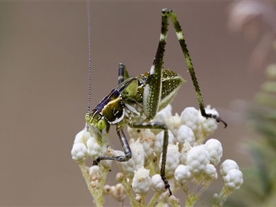 Tettigoniidae (family) (Unidentified katydid) at Bungonia, NSW - 26 Nov 2024 by KorinneM