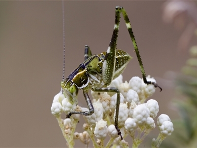 Chlorodectes sp. (genus) at Bungonia, NSW - 26 Nov 2024 by KorinneM