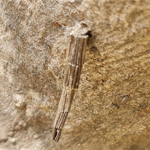 Lepidoscia arctiella (Tower Case Moth) at Symonston, ACT by Mike