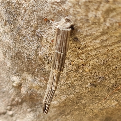 Lepidoscia arctiella (Tower Case Moth) at Symonston, ACT - 4 Dec 2024 by Mike