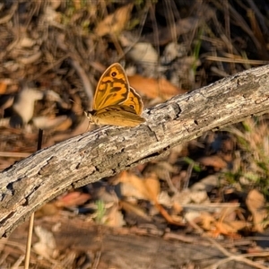 Heteronympha merope at Kenny, ACT - 2 Dec 2024