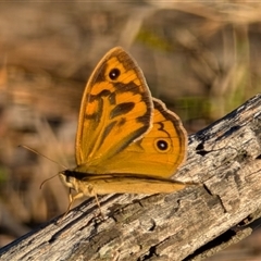 Heteronympha merope at Kenny, ACT - 2 Dec 2024