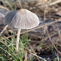 Coprinellus etc. (An Inkcap) at Watson, ACT - 2 Dec 2024 by sbittinger