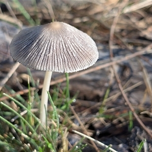Coprinellus etc. at Watson, ACT - 2 Dec 2024 07:15 AM