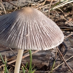Coprinellus etc. at Watson, ACT - 2 Dec 2024 07:15 AM