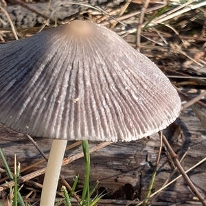 Coprinellus etc. at Watson, ACT - 2 Dec 2024 07:15 AM