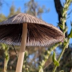 Coprinellus etc. at Watson, ACT - 2 Dec 2024 07:15 AM
