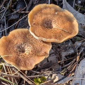 Lentinus arcularius (Fringed Polypore) at Watson, ACT by sbittinger