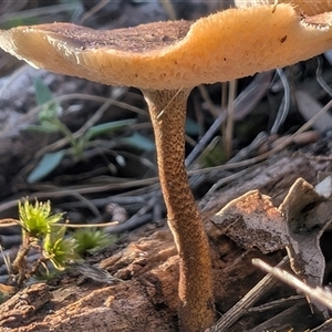 Lentinus arcularius at Watson, ACT - 2 Dec 2024 07:25 AM