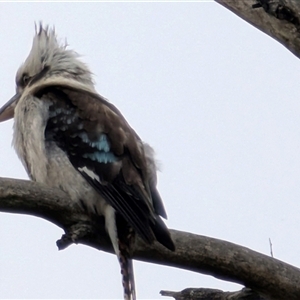 Dacelo novaeguineae (Laughing Kookaburra) at Majura, ACT by sbittinger