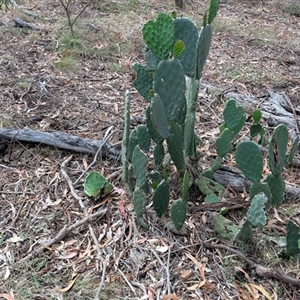 Opuntia stricta (Common Prickly Pear) at Watson, ACT by sbittinger