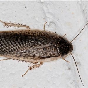 Calolampra sp. (genus) at Melba, ACT - 2 Dec 2024 10:54 PM