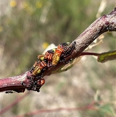 Eurymeloides pulchra (Gumtree hopper) at Kambah, ACT - 4 Dec 2024 by LinePerrins