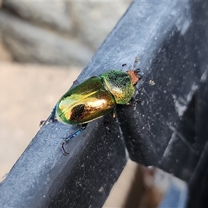 Lamprima aurata at Torrens, ACT - 4 Dec 2024