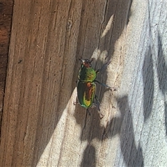 Lamprima aurata at Torrens, ACT - 4 Dec 2024 03:31 PM