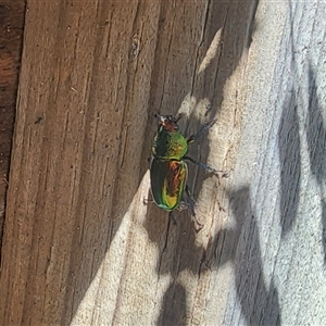 Lamprima aurata at Torrens, ACT - 4 Dec 2024