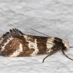 Isomoralla eriscota (A concealer moth) at Melba, ACT by kasiaaus