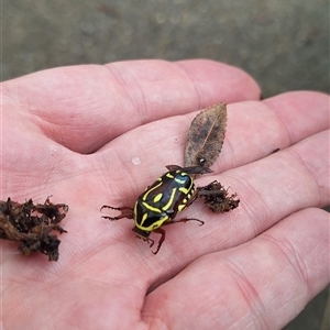 Eupoecila australasiae at Wanniassa, ACT - 3 Dec 2024