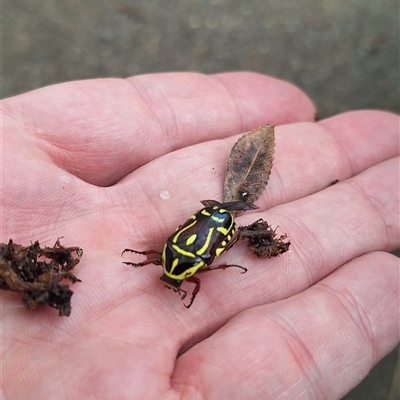 Eupoecila australasiae (Fiddler Beetle) at Wanniassa, ACT - 3 Dec 2024 by NickDaines