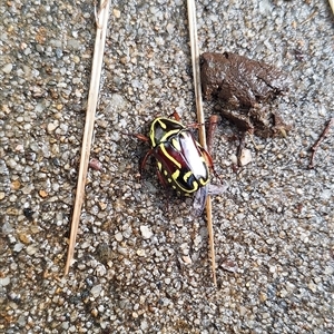 Eupoecila australasiae at Wanniassa, ACT - 3 Dec 2024