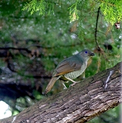 Ptilonorhynchus violaceus (Satin Bowerbird) at Monash, ACT - 3 Dec 2024 by MartinC