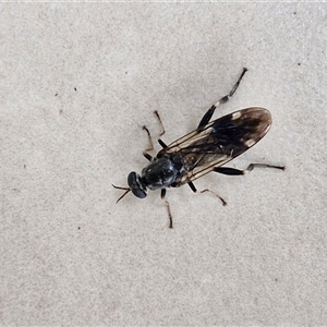 Exaireta spinigera (Garden Soldier Fly) at Casey, ACT by trevorpreston