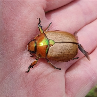 Anoplognathus brunnipennis (Green-tailed Christmas beetle) at Penrose, NSW - 3 Dec 2024 by Aussiegall