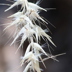 Rytidosperma sp. at Yackandandah, VIC - 2 Dec 2024 by KylieWaldon