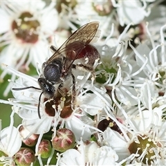 Unverified Bee (Hymenoptera, Apiformes) at Yackandandah, VIC - 2 Dec 2024 by KylieWaldon