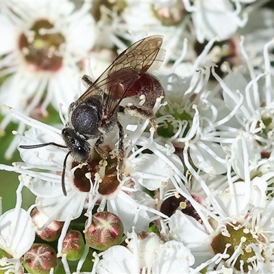 Unidentified Bee (Hymenoptera, Apiformes) at Yackandandah, VIC - 1 Dec 2024 by KylieWaldon