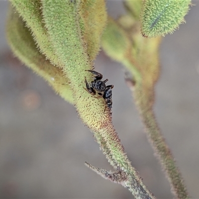 Salticidae (family) at Mount Kembla, NSW - 3 Dec 2024 by BackyardHabitatProject