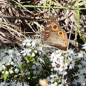 Junonia villida (Meadow Argus) at Yackandandah, VIC by KylieWaldon