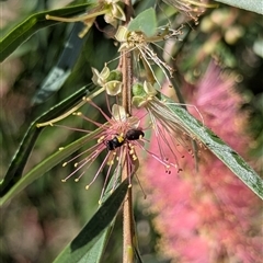 Hylaeinae (subfamily) (Masked bee, Hylaeine bee) at Mount Kembla, NSW - 4 Dec 2024 by BackyardHabitatProject