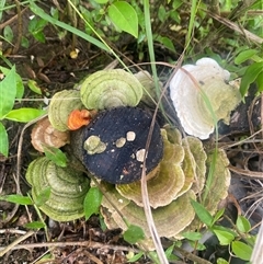 Trametes sp. at Orangeville, NSW - 4 Dec 2024 by elisebird