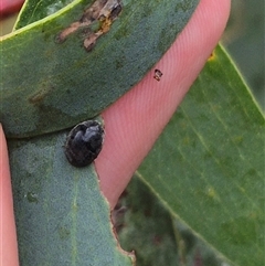 Coccinellidae (family) at Tarago, NSW - 3 Dec 2024 05:15 PM