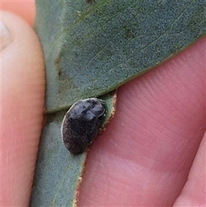 Coccinellidae (family) at Tarago, NSW - 3 Dec 2024 05:15 PM