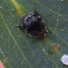 Coccinellidae (family) at Tarago, NSW - 3 Dec 2024 05:15 PM