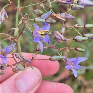 Dianella longifolia var. longifolia at Tarago, NSW - 3 Dec 2024