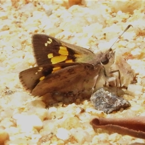 Trapezites phigalioides at Kambah, ACT - 4 Dec 2024 11:28 AM