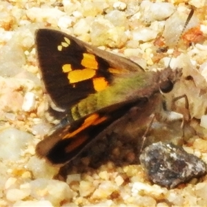 Trapezites phigalioides at Kambah, ACT - 4 Dec 2024 11:28 AM