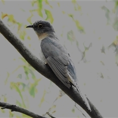 Cacomantis flabelliformis (Fan-tailed Cuckoo) at Kambah, ACT - 3 Dec 2024 by JohnBundock