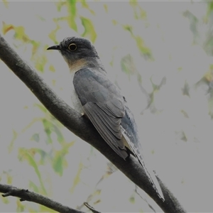 Cacomantis flabelliformis (Fan-tailed Cuckoo) at Kambah, ACT by JohnBundock