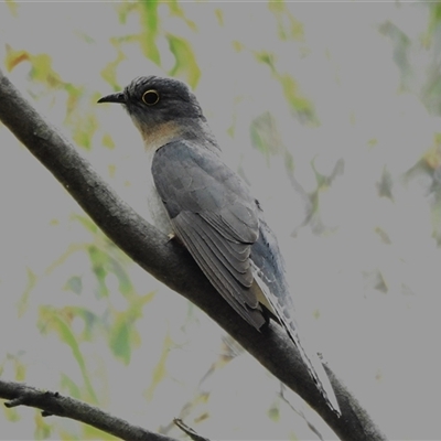 Cacomantis flabelliformis (Fan-tailed Cuckoo) at Kambah, ACT - 3 Dec 2024 by JohnBundock