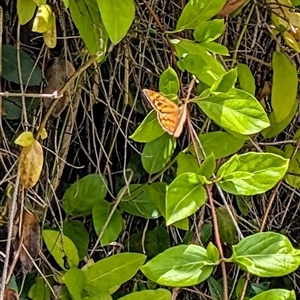 Heteronympha merope (Common Brown Butterfly) at Isaacs, ACT by Sheridannew